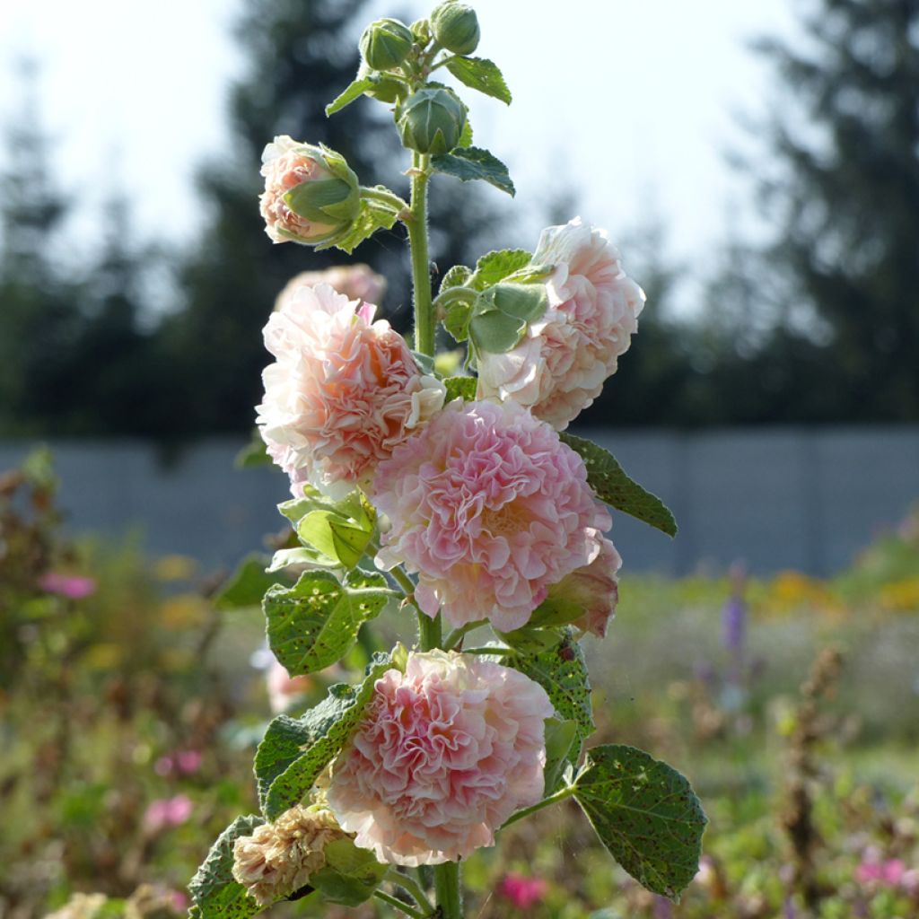 Alcea rosea Peaches N Dreams - Malvarosa