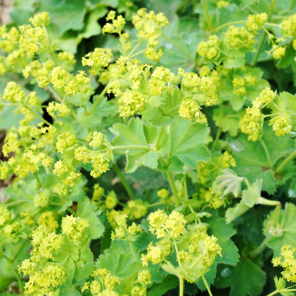Alchemilla mollis
