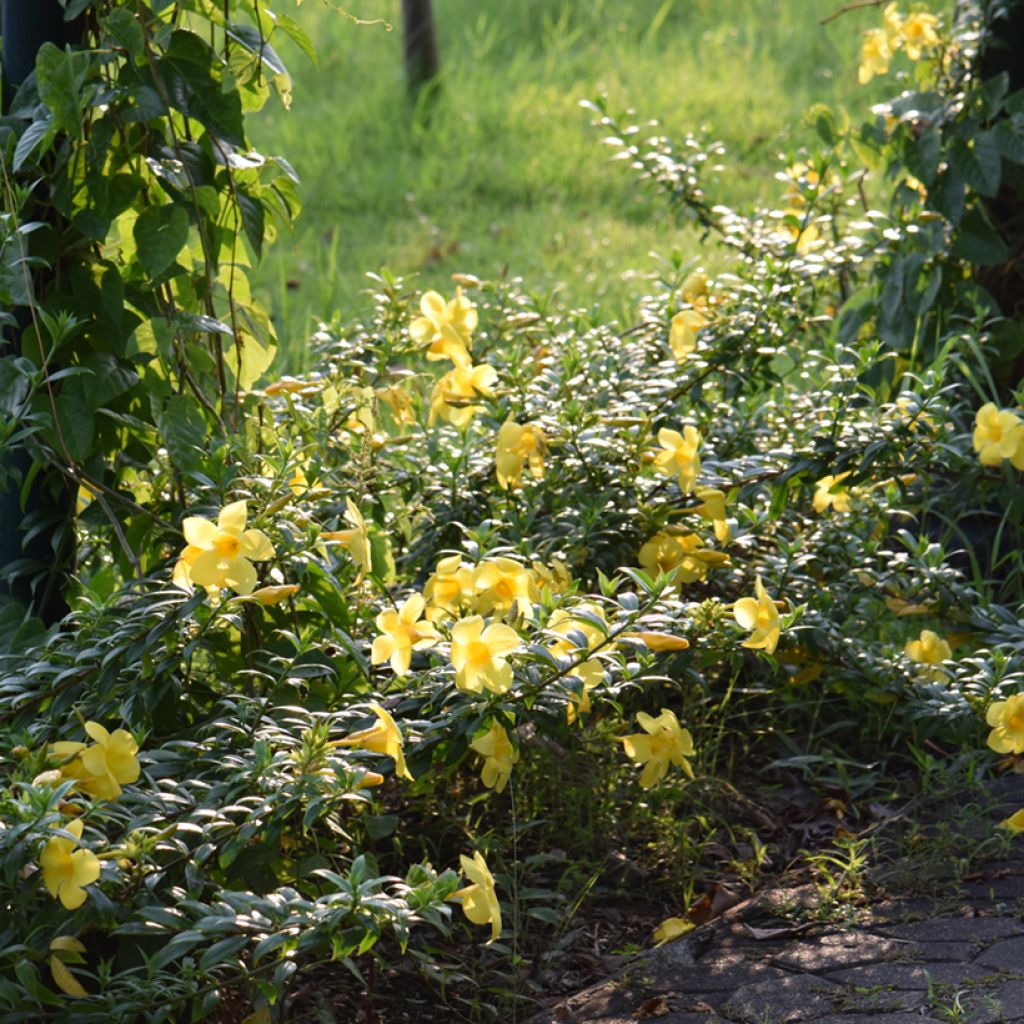 Allamanda cathartica - Tromba d'oro