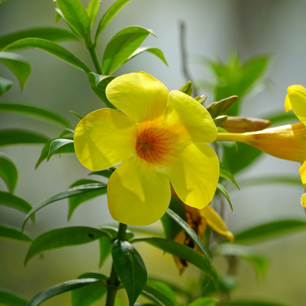 Allamanda cathartica - Tromba d'oro