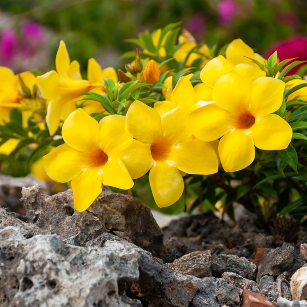Allamanda cathartica - Tromba d'oro