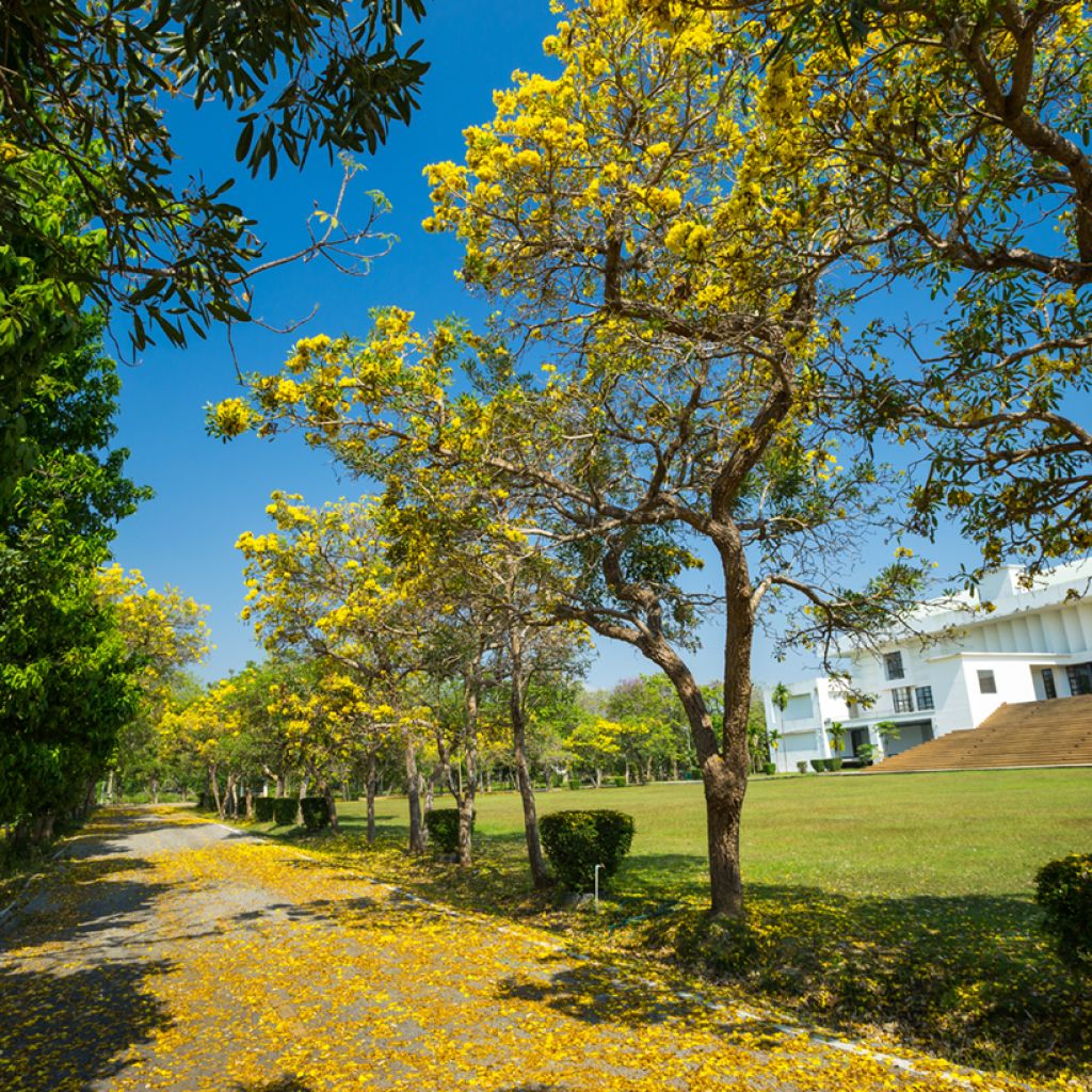 Allamanda cathartica - Tromba d'oro
