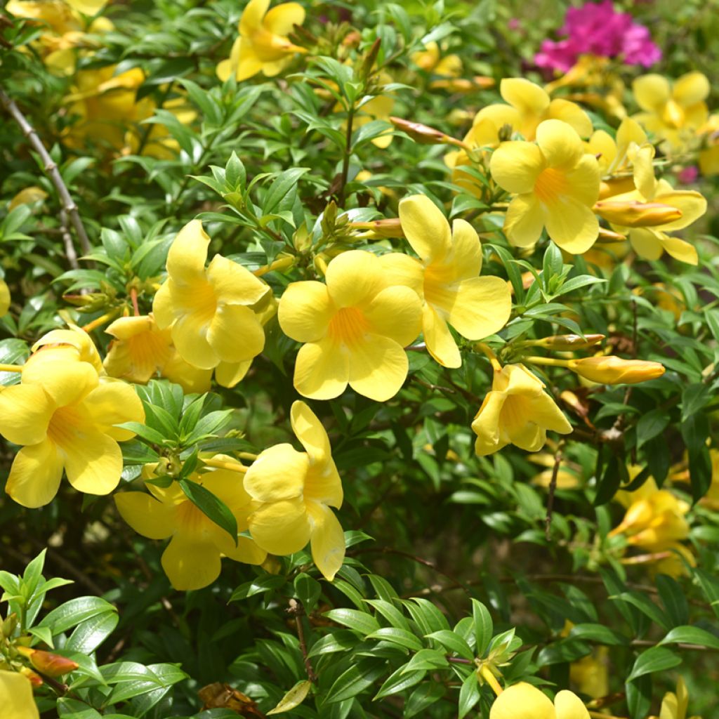Allamanda cathartica - Tromba d'oro