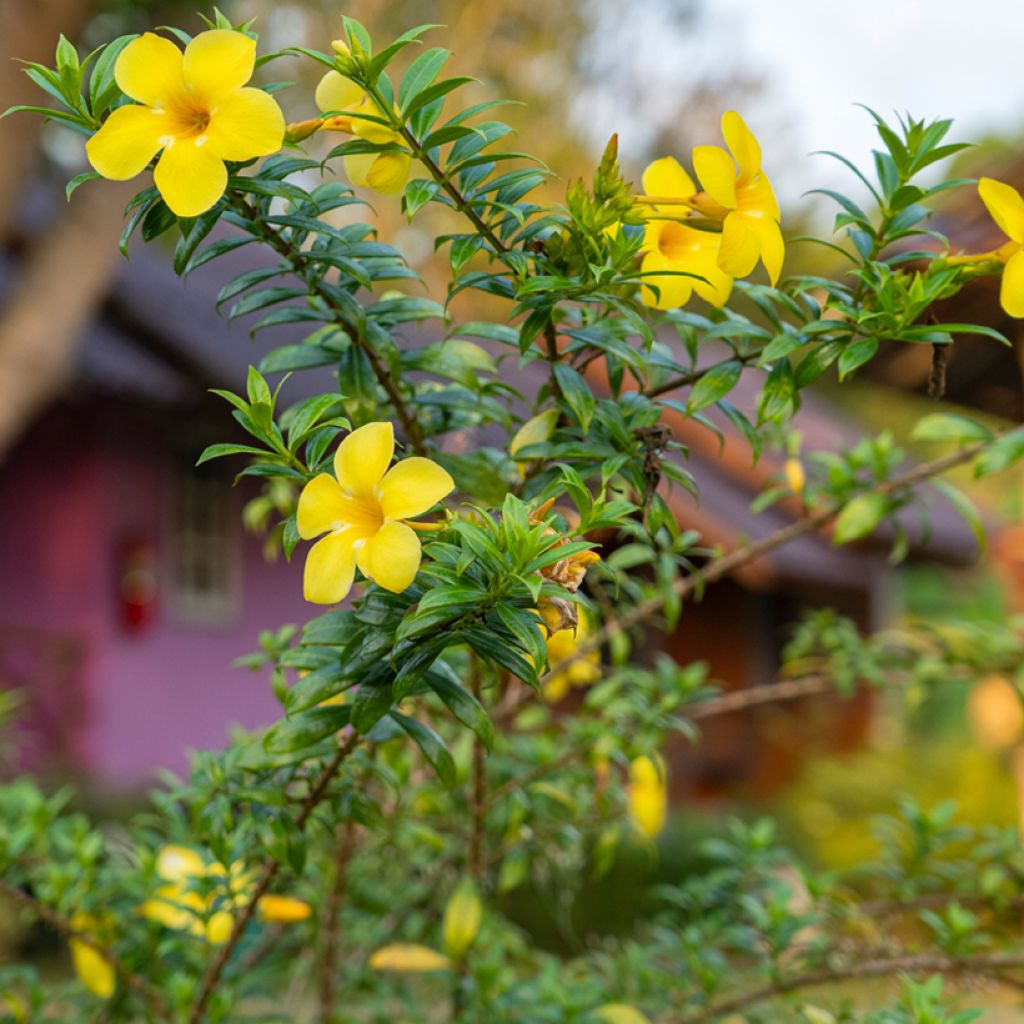 Allamanda cathartica - Tromba d'oro