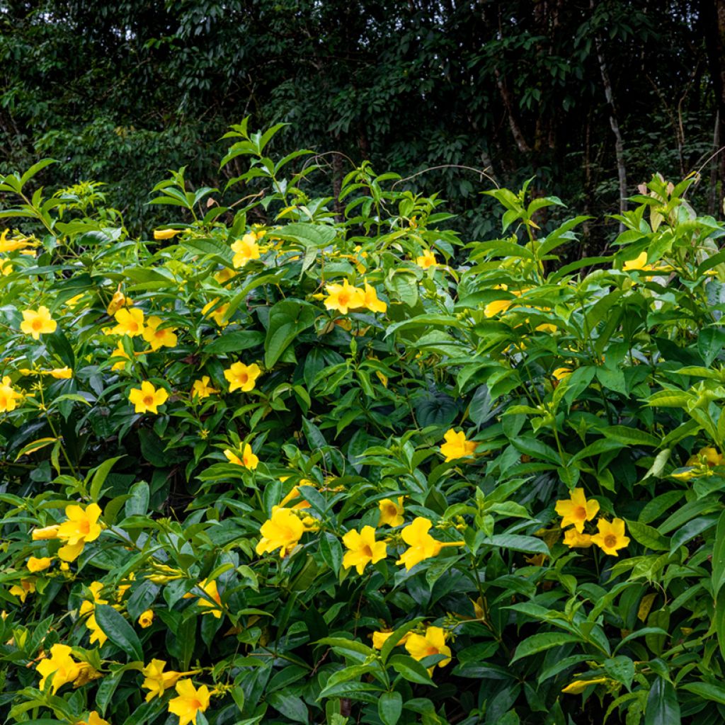 Allamanda cathartica - Tromba d'oro