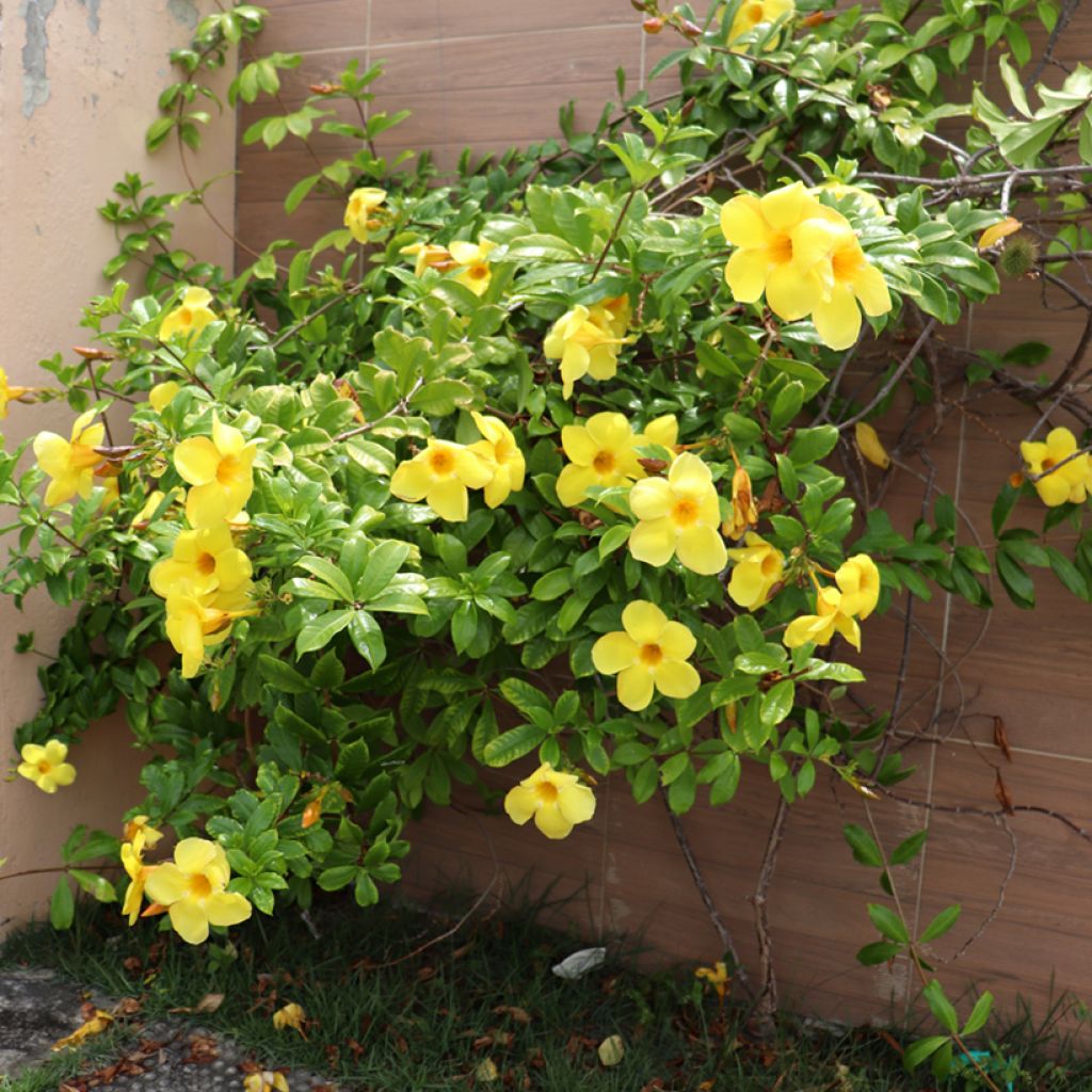 Allamanda cathartica - Tromba d'oro