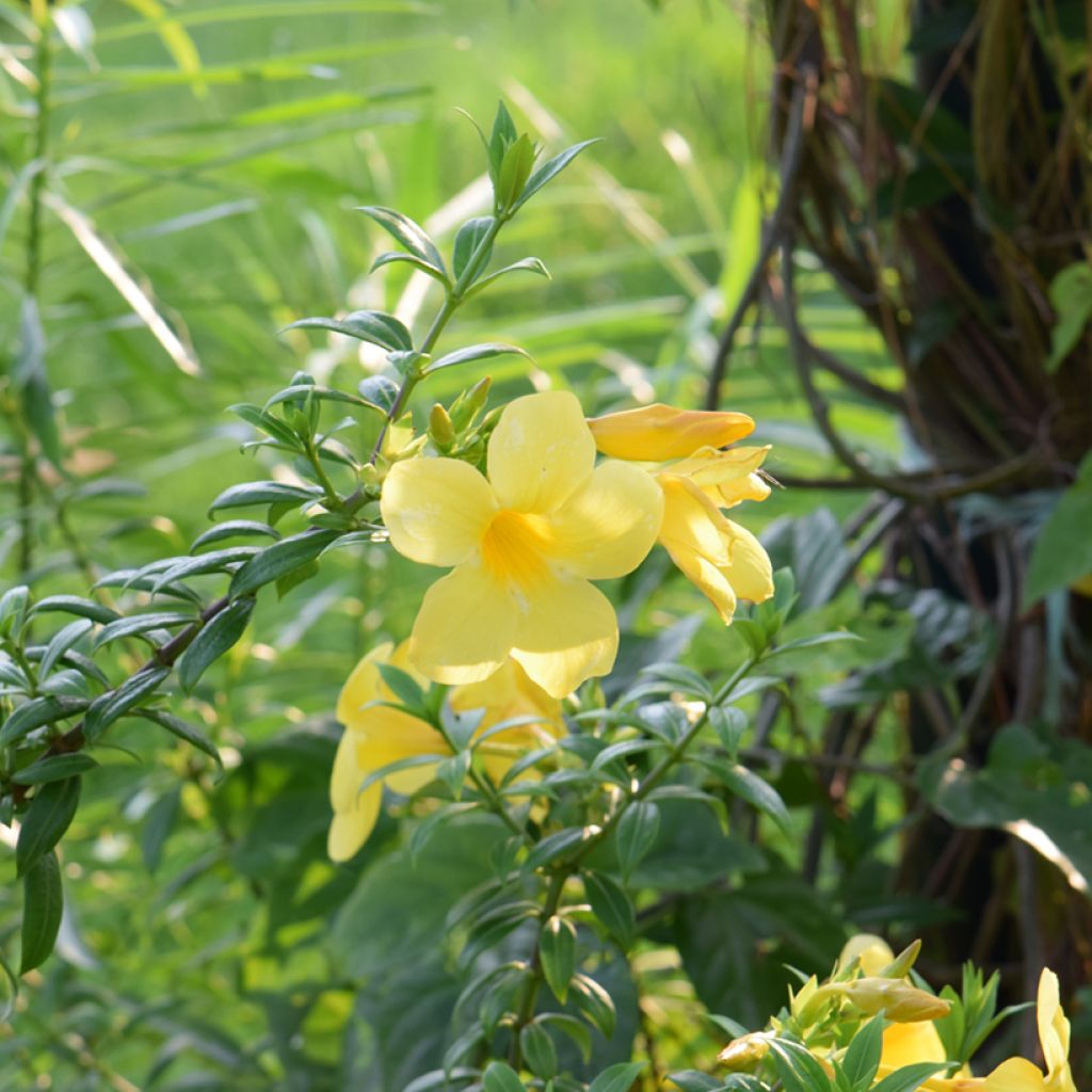 Allamanda cathartica - Tromba d'oro