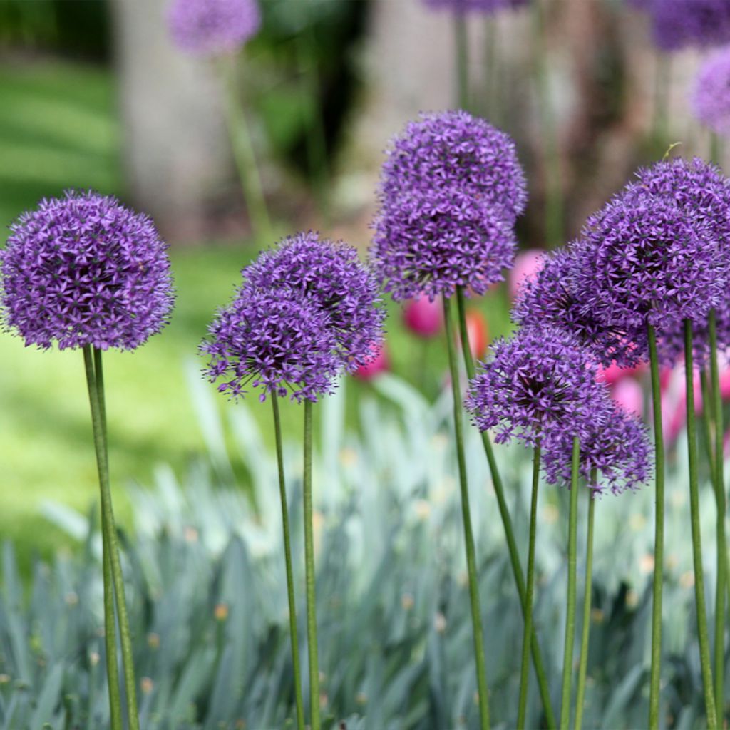 Allium Statos - Aglio ornamentale