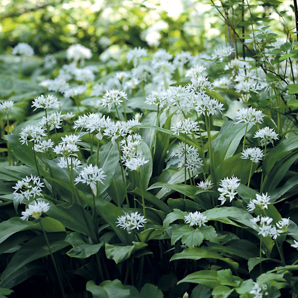 Aglio orsino (in vasetto)