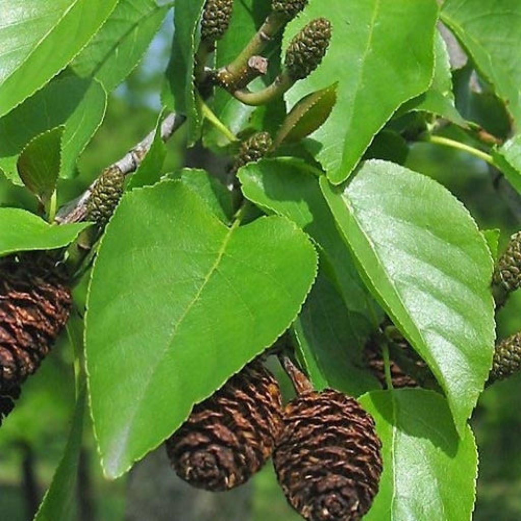 Alnus cordata - Ontano napoletano