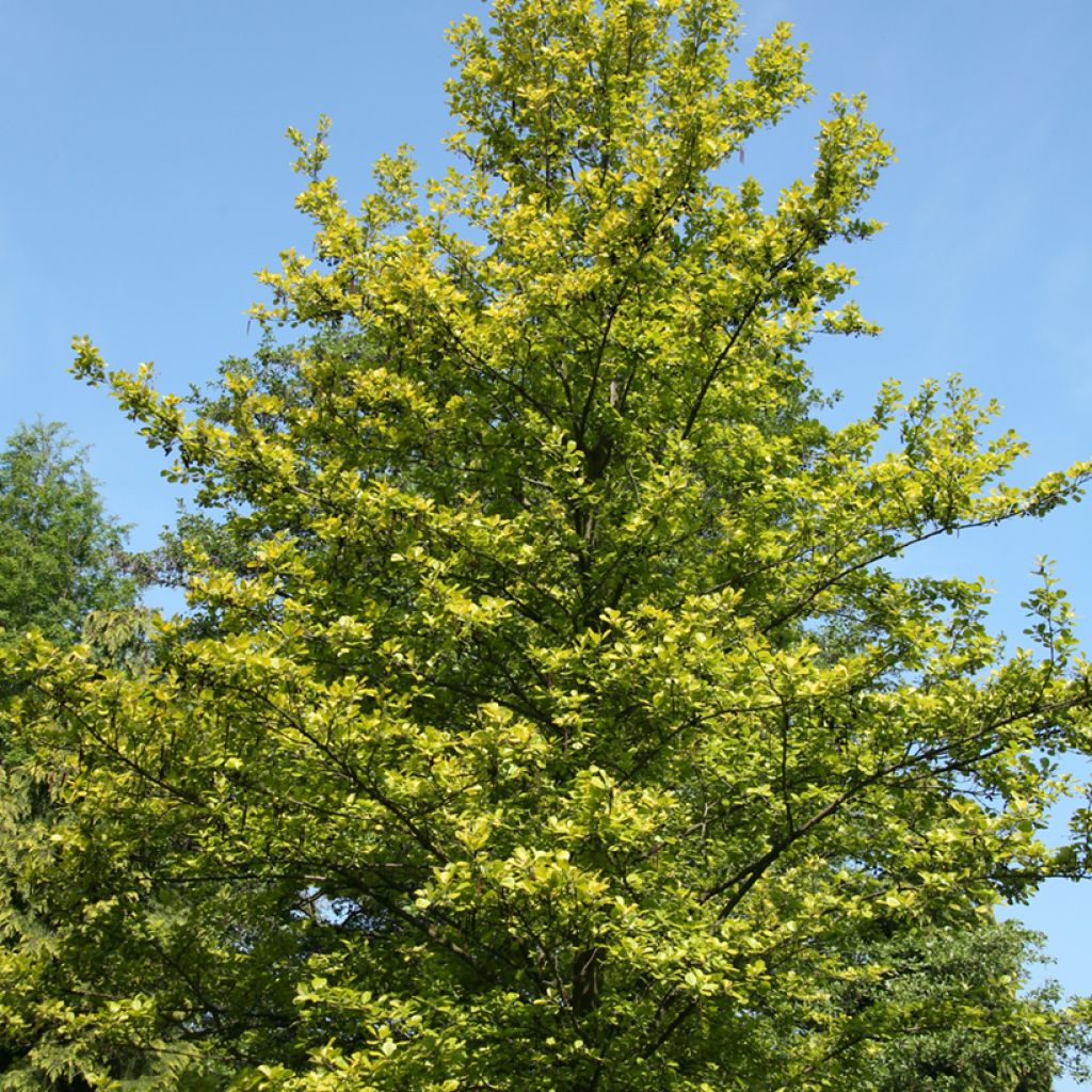 Alnus glutinosa Aurea - Ontano comune