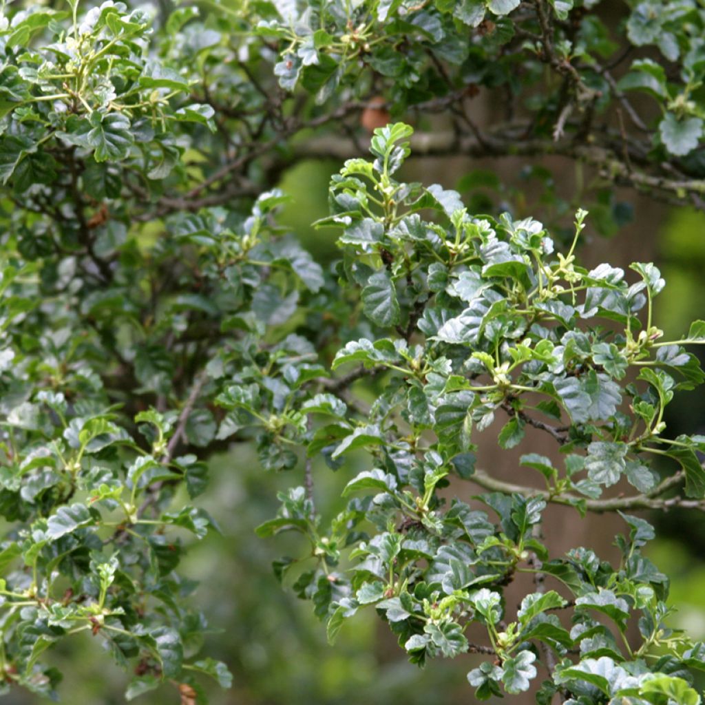 Alnus glutinosa Incisa - Ontano comune