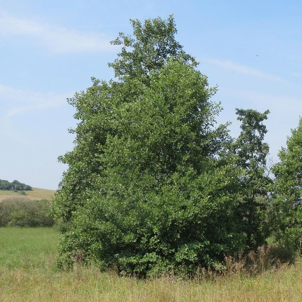 Alnus incana - Ontano bianco