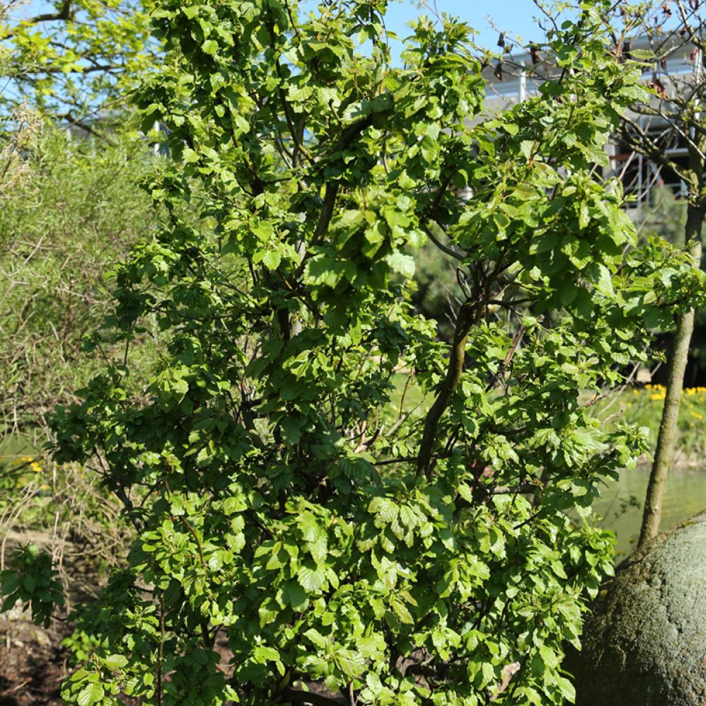 Alnus incana Monstrosa - Ontano bianco