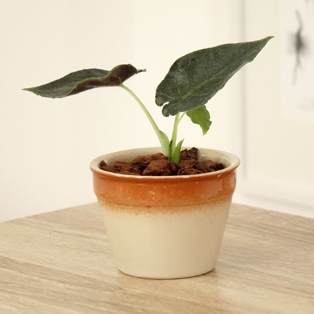 Alocasia Antoro Velvet - Orecchie d'Elefante