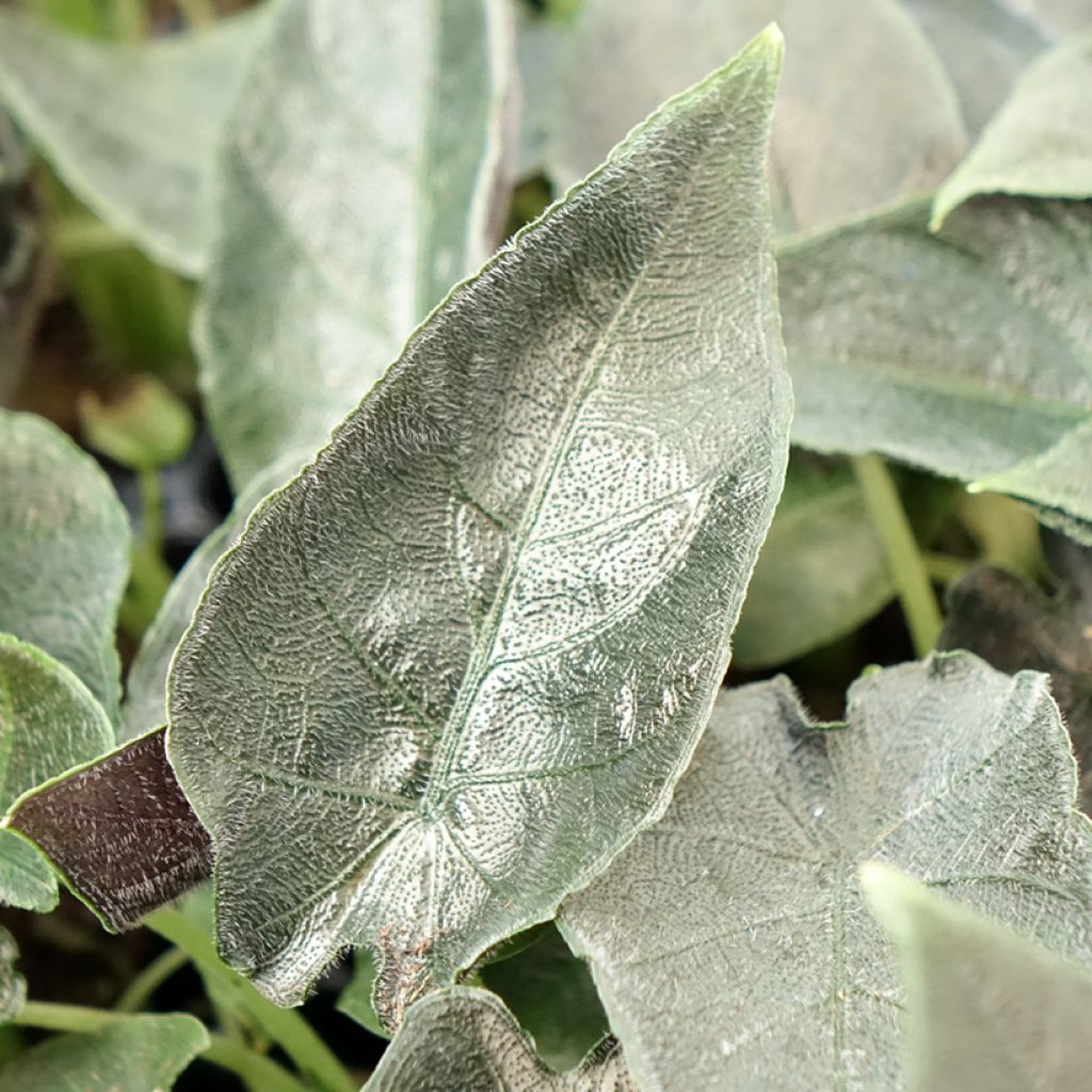Alocasia Antoro Velvet - Orecchie d'Elefante