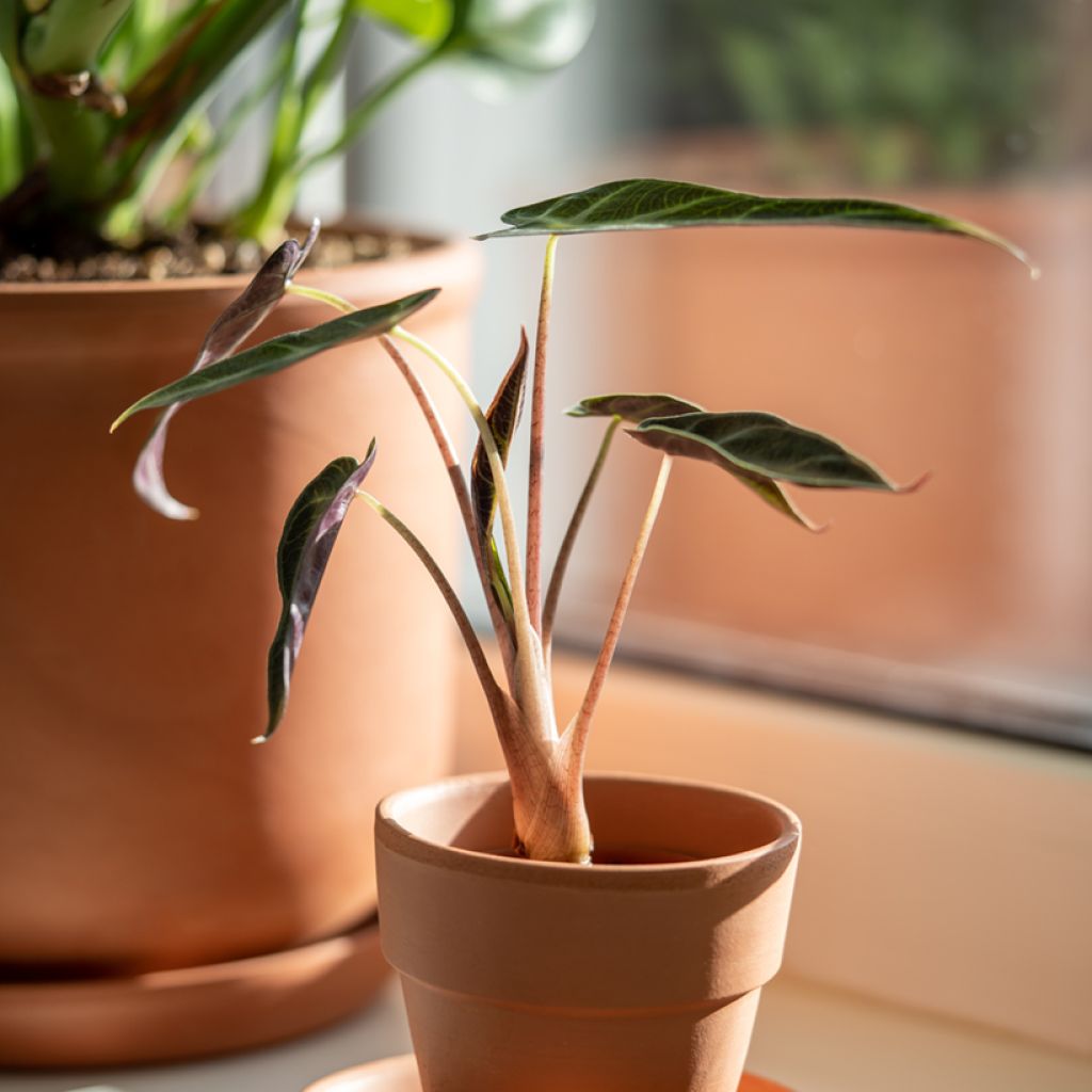 Alocasia Bambino - Orecchie d'Elefante