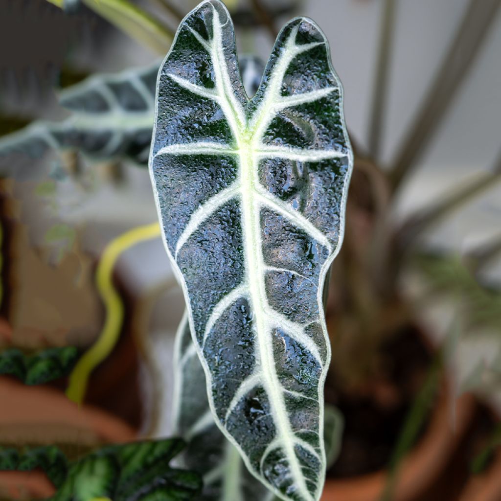 Alocasia Bambino - Orecchie d'Elefante