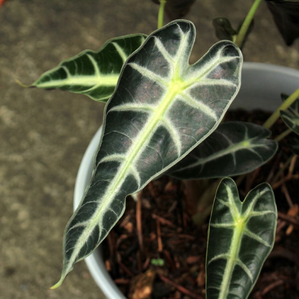 Alocasia Bambino - Orecchie d'Elefante