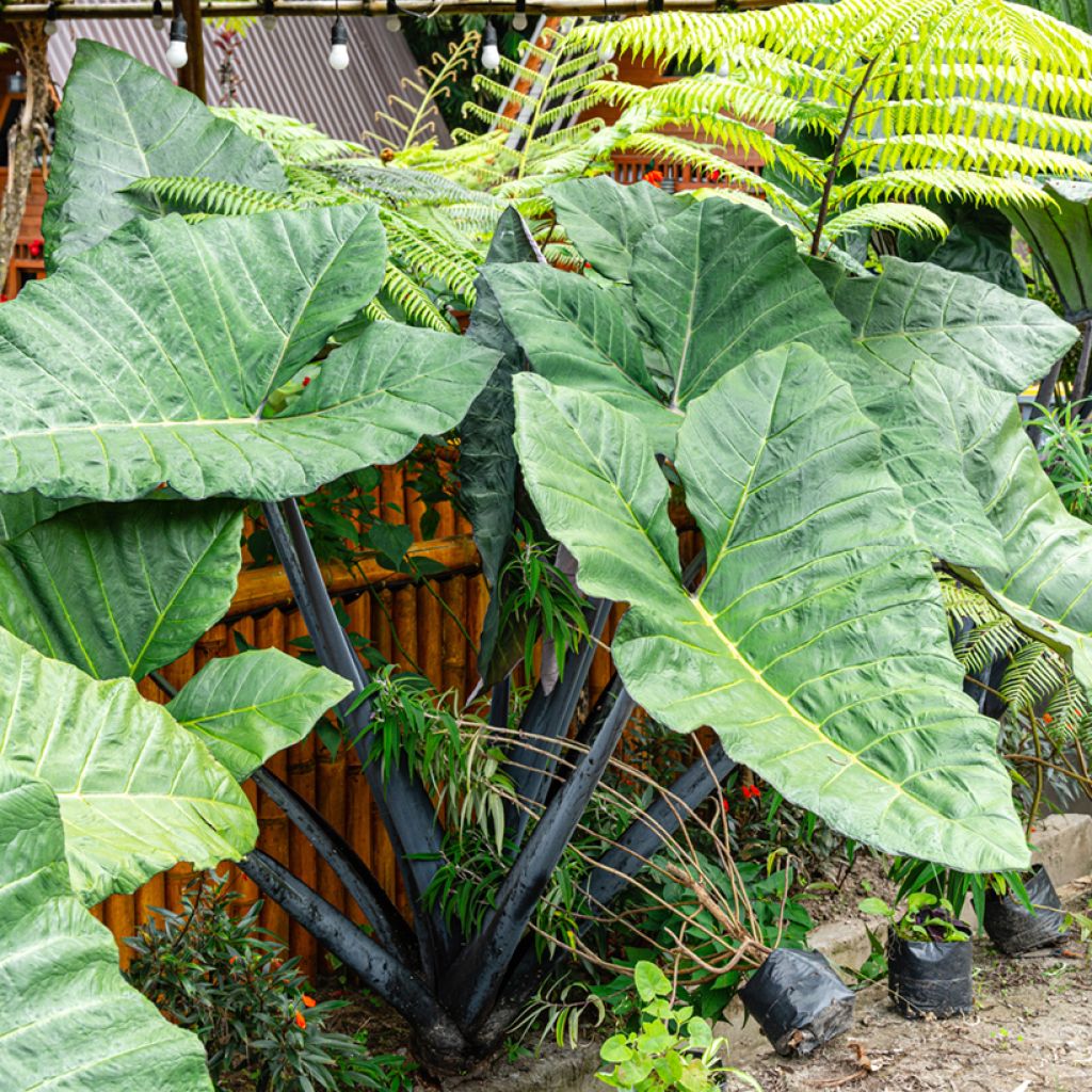 Alocasia Black Stem - Orecchie d'Elefante