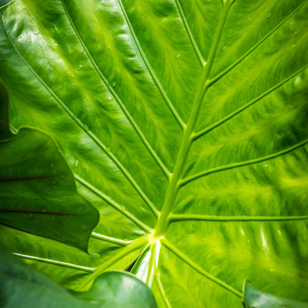 Alocasia Black Stem - Orecchie d'Elefante