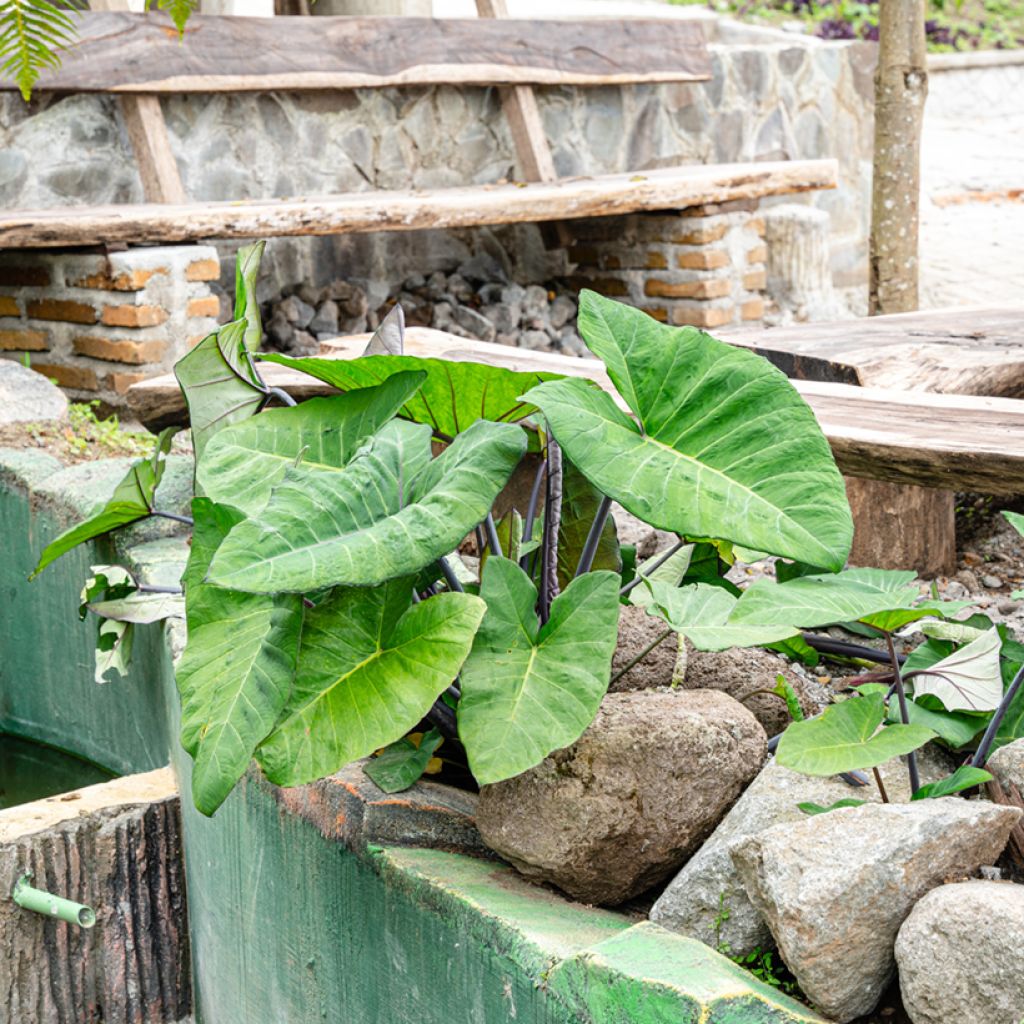 Alocasia Black Stem - Orecchie d'Elefante