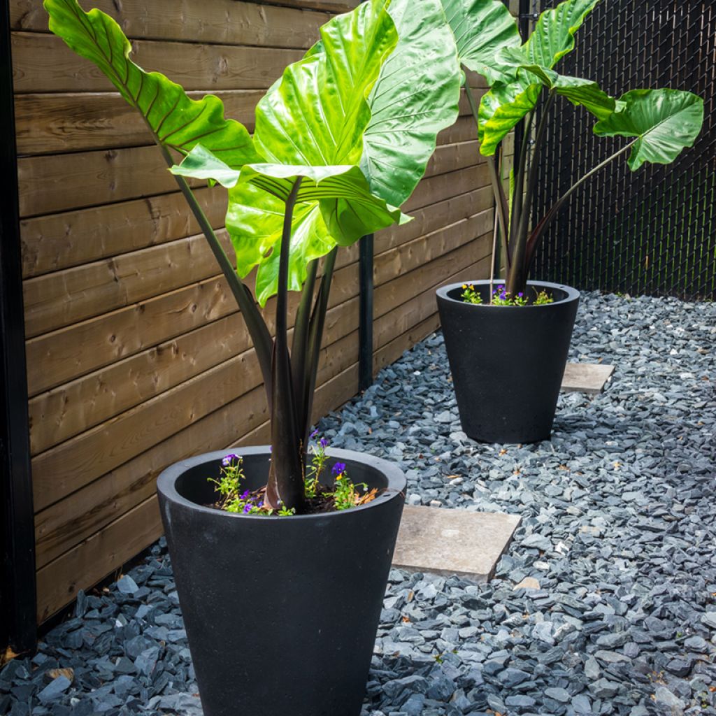 Alocasia Black Stem - Orecchie d'Elefante