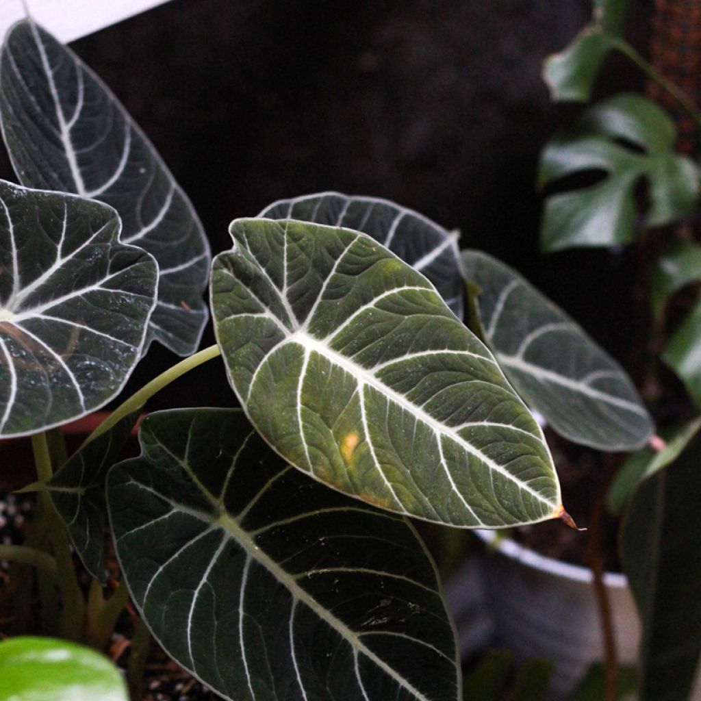 Alocasia Black Velvet - Orecchie d'Elefante