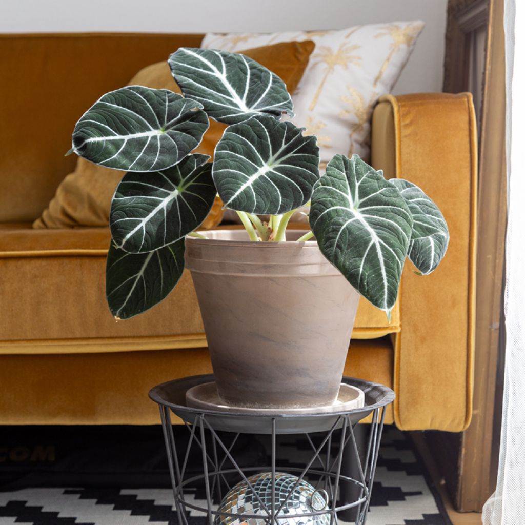 Alocasia Black Velvet - Orecchie d'Elefante