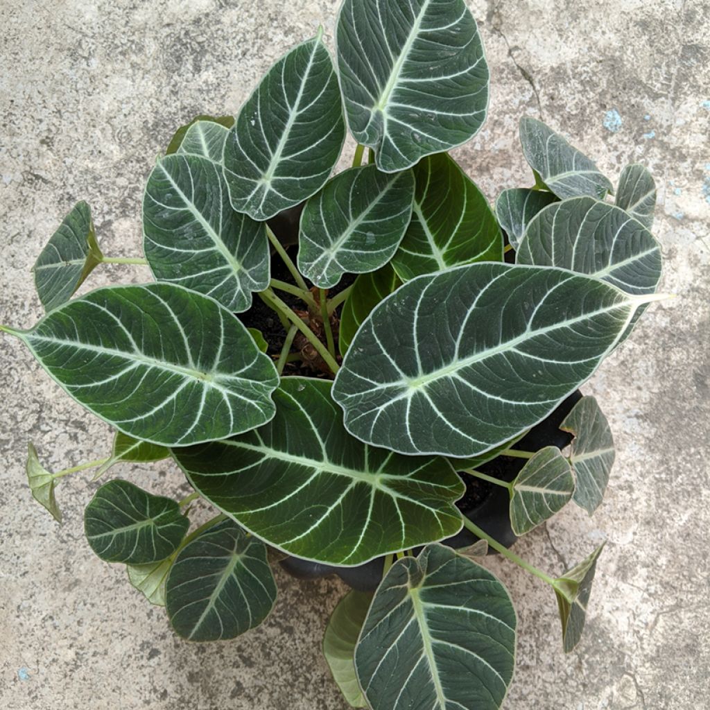 Alocasia Black Velvet - Orecchie d'Elefante