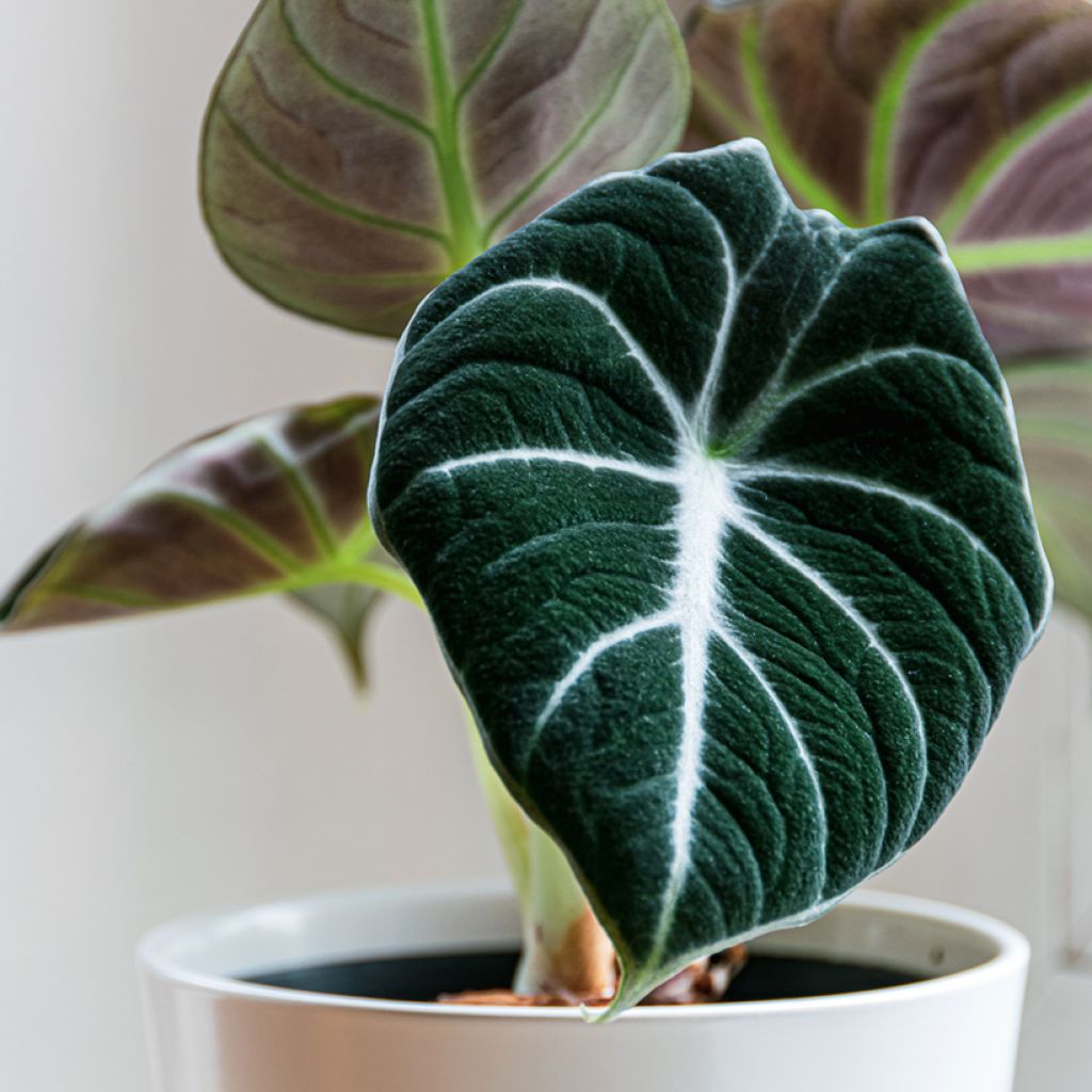 Alocasia Black Velvet - Orecchie d'Elefante