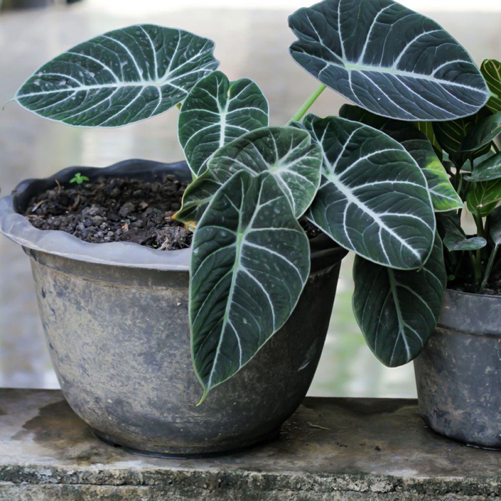 Alocasia Black Velvet - Orecchie d'Elefante