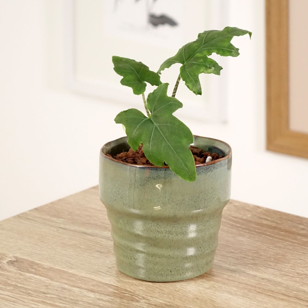 Alocasia brancifolia - Orecchie d'Elefante