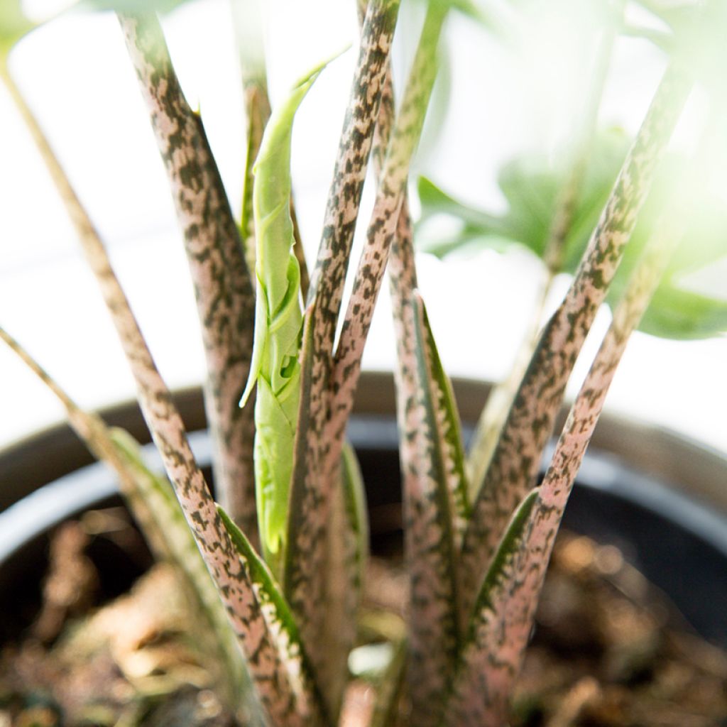 Alocasia brancifolia - Orecchie d'Elefante