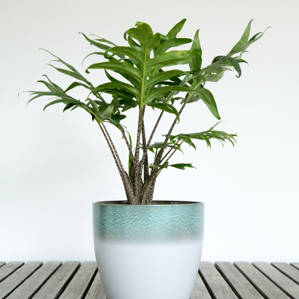 Alocasia brancifolia - Orecchie d'Elefante