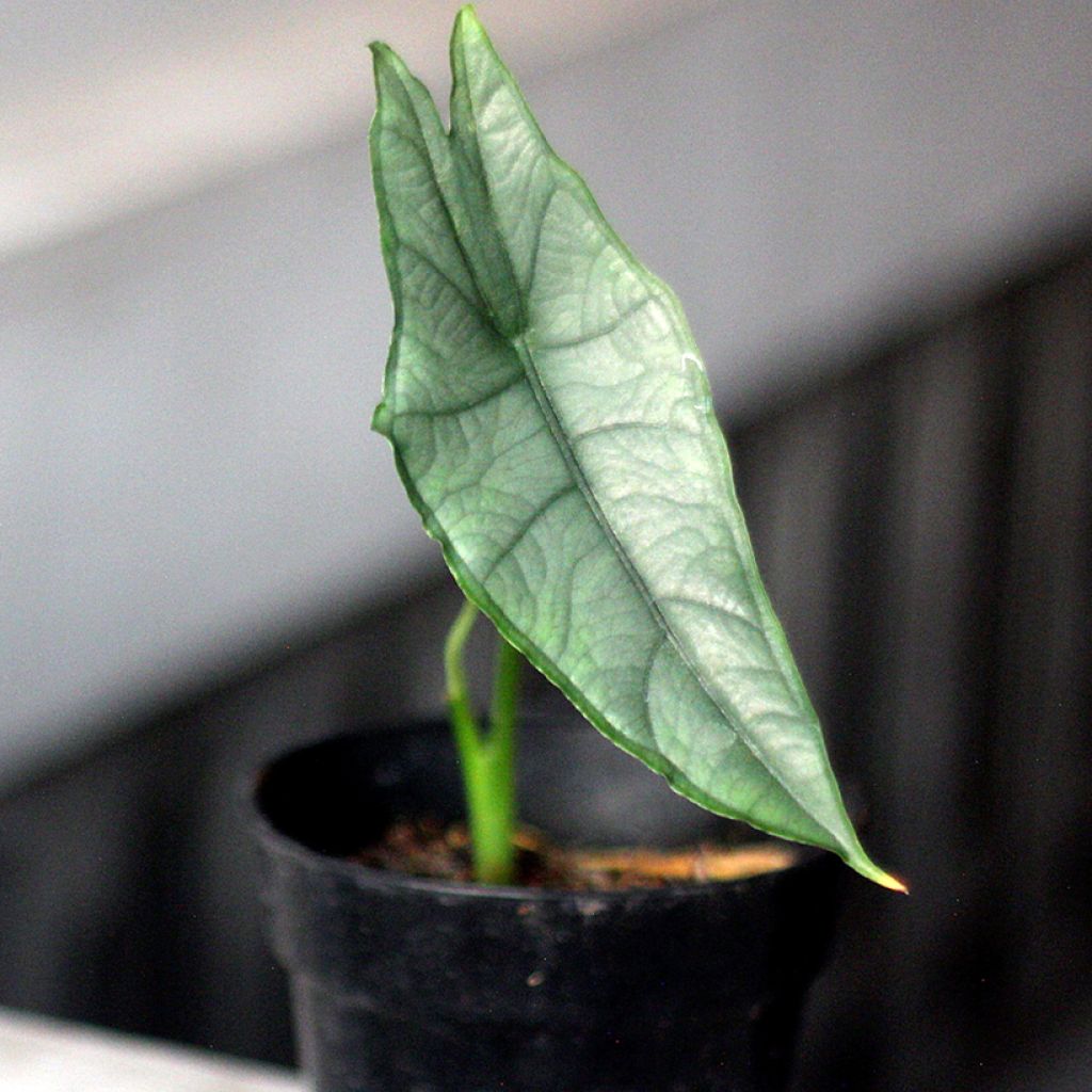 Alocasia Dragon's Breath - Orecchie d'Elefante