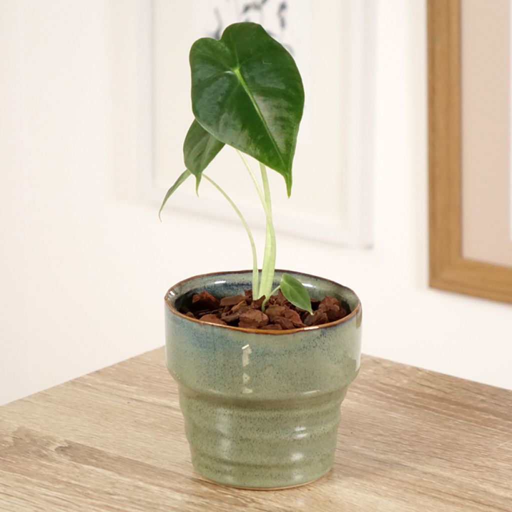 Alocasia Frydek - Orecchie d'Elefante