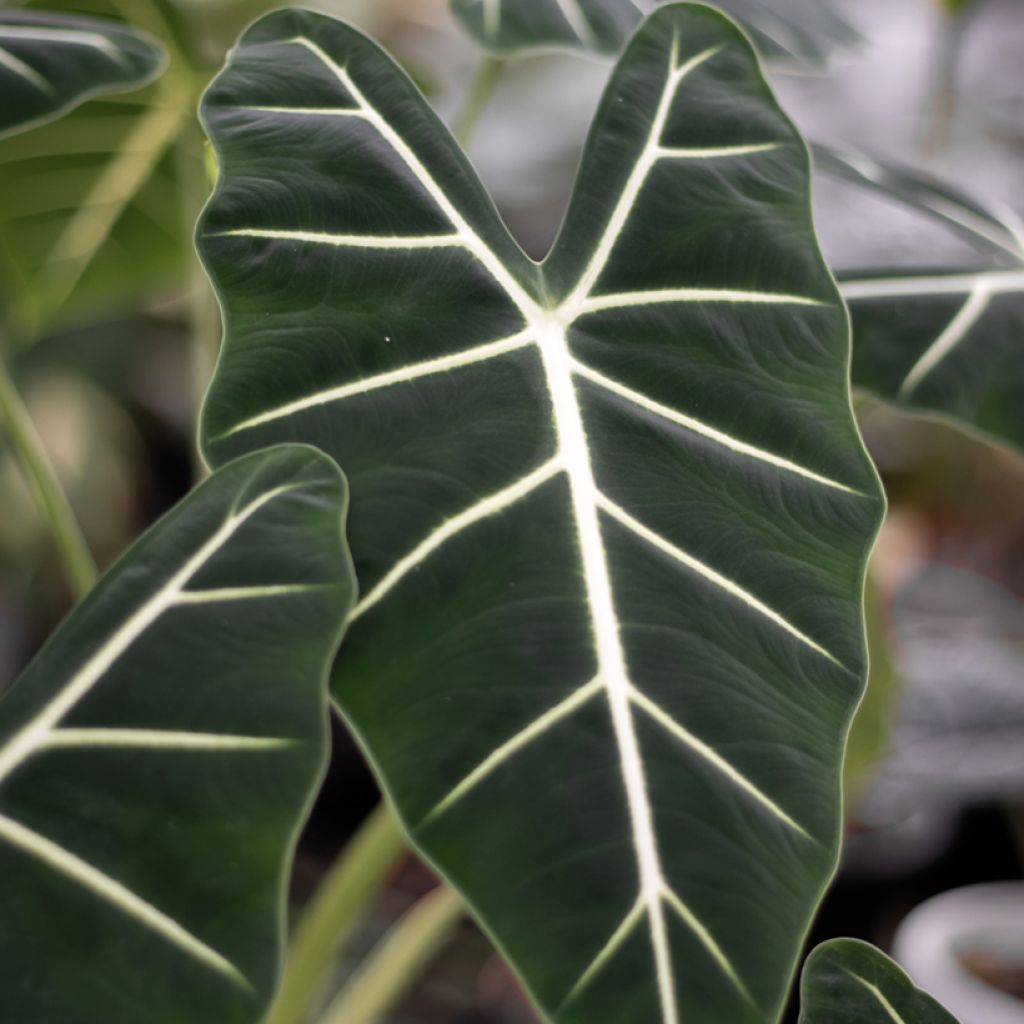 Alocasia Frydek - Orecchie d'Elefante