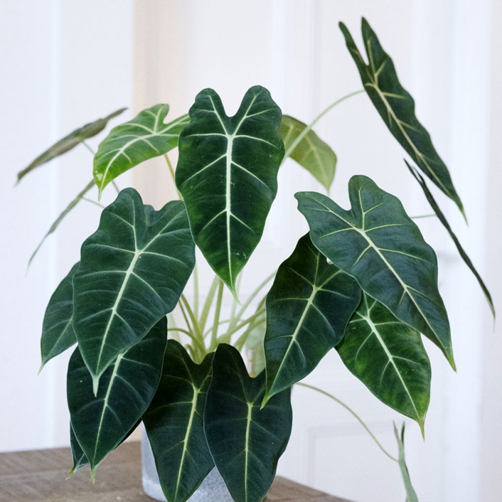 Alocasia Frydek - Orecchie d'Elefante