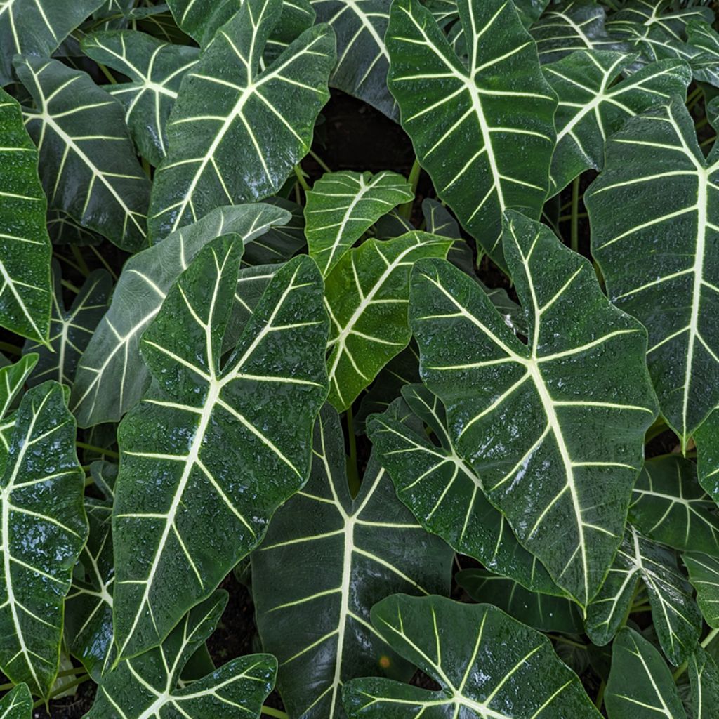 Alocasia Frydek - Orecchie d'Elefante