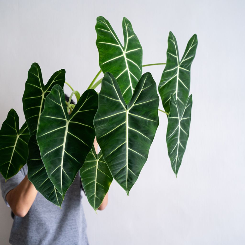 Alocasia Frydek - Orecchie d'Elefante
