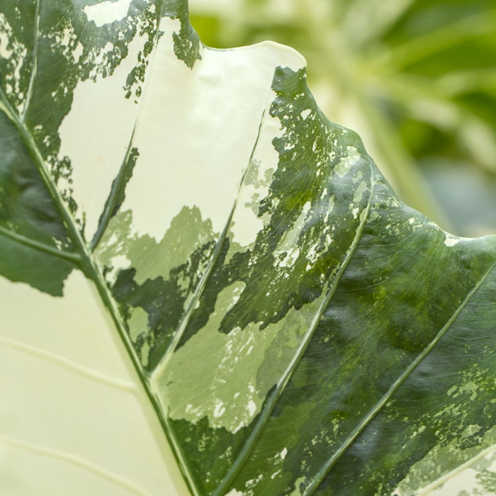 Alocasia Hualong - Orecchie d'Elefante