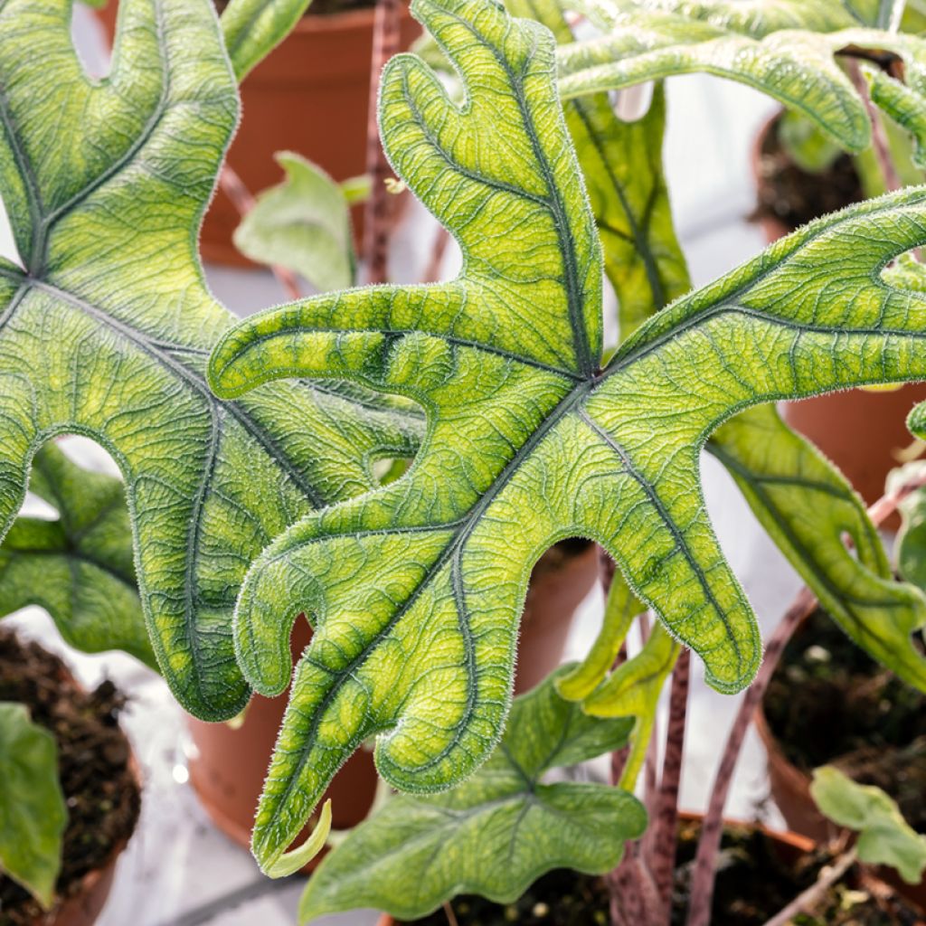 Alocasia Jacklyn - Orecchie d'Elefante