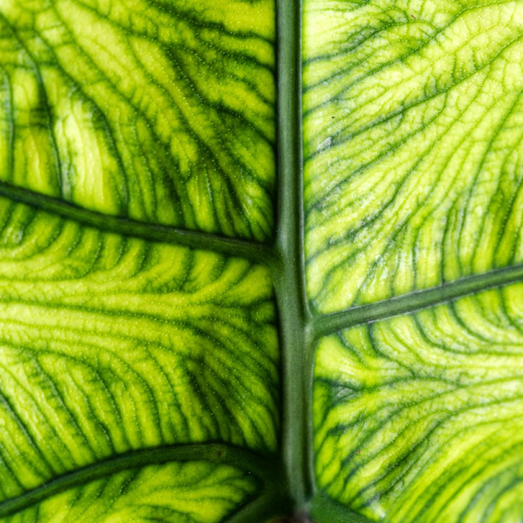 Alocasia Jacklyn - Orecchie d'Elefante