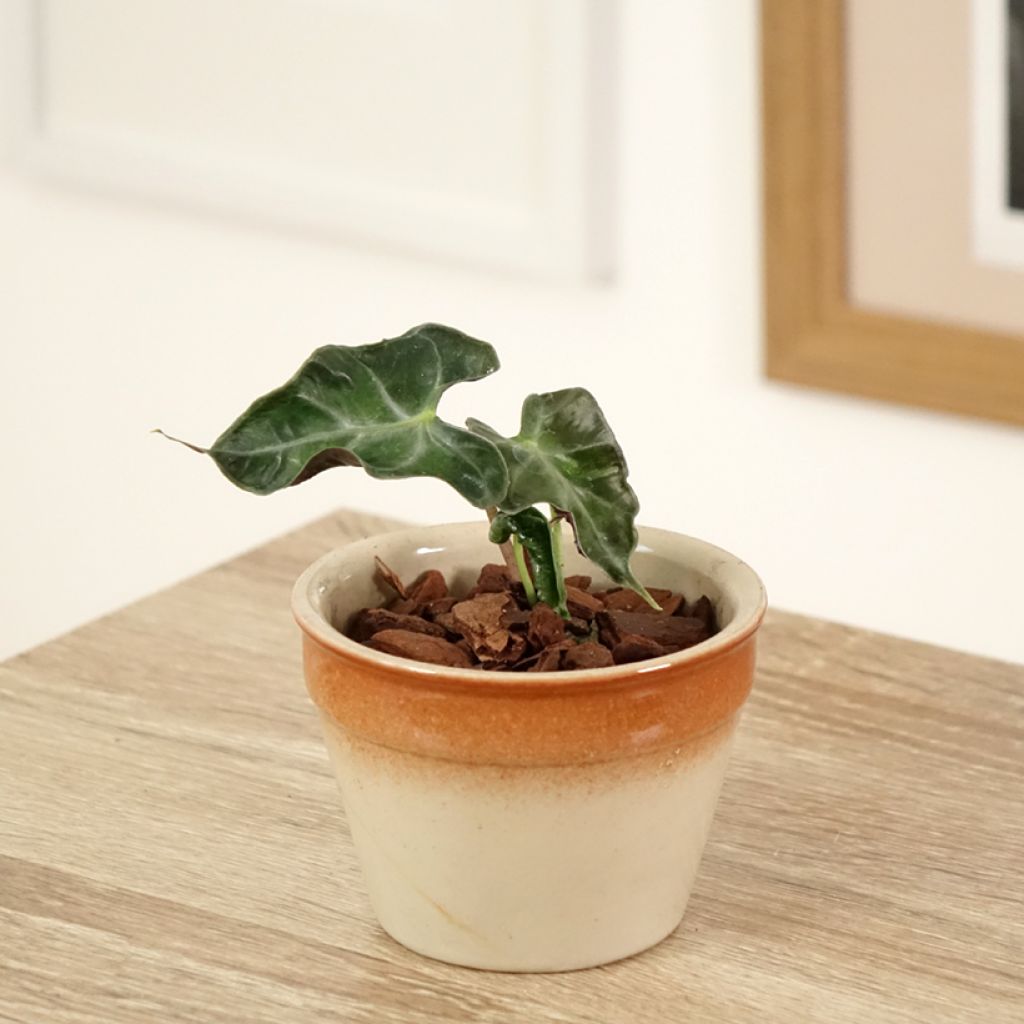 Alocasia Loco - Orecchie d'Elefante