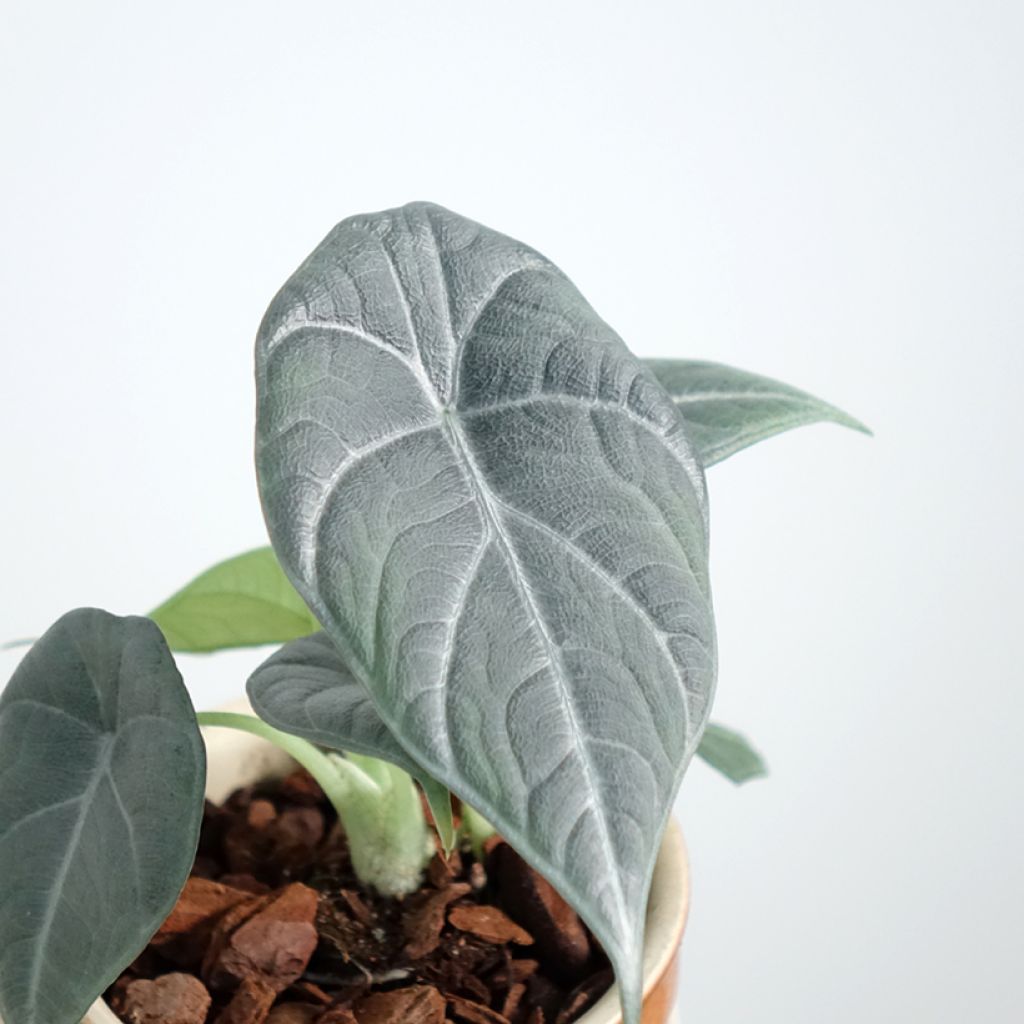 Alocasia Maharani - Orecchie d'Elefante
