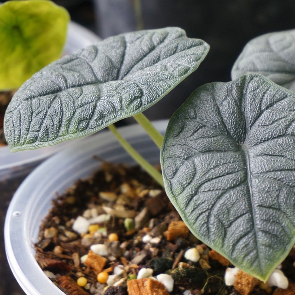 Alocasia melo -  Orecchie d'Elefante