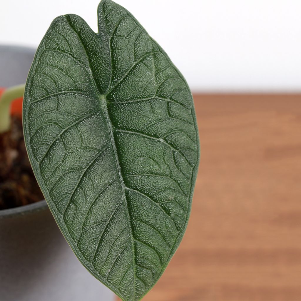 Alocasia melo -  Orecchie d'Elefante