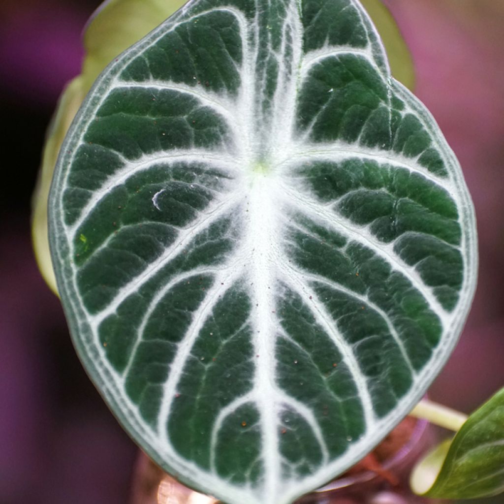 Alocasia Ninja - Orecchie d'Elefante