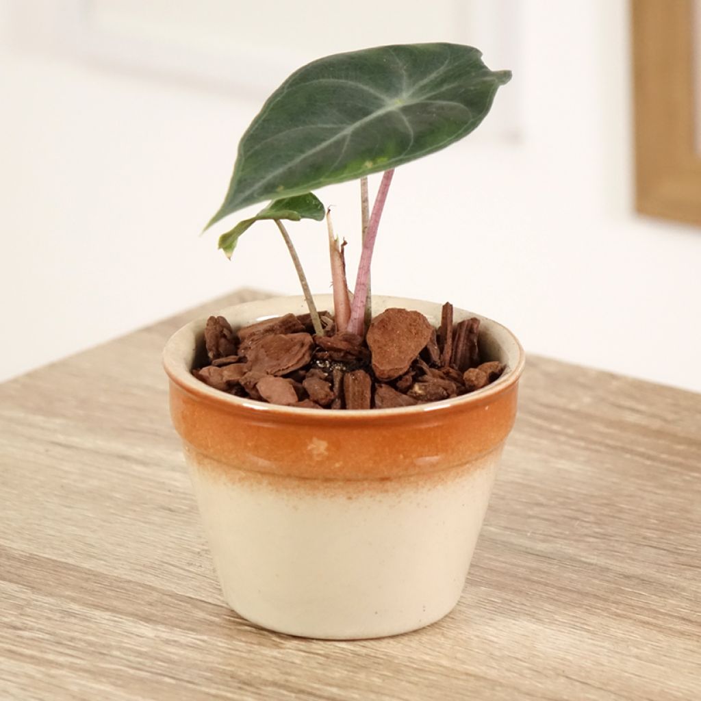 Alocasia Pink Dragon - Orecchie d'Elefante